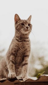 Preview wallpaper cat, glance, gray, pet