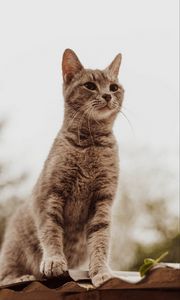 Preview wallpaper cat, glance, gray, pet