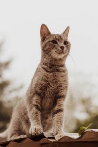 Preview wallpaper cat, glance, gray, pet