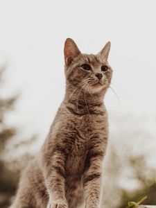 Preview wallpaper cat, glance, gray, pet