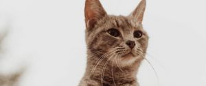 Preview wallpaper cat, glance, gray, pet