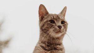 Preview wallpaper cat, glance, gray, pet