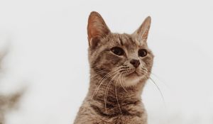 Preview wallpaper cat, glance, gray, pet