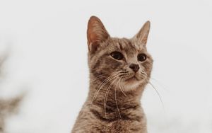Preview wallpaper cat, glance, gray, pet