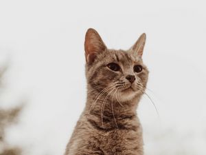 Preview wallpaper cat, glance, gray, pet