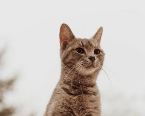Preview wallpaper cat, glance, gray, pet