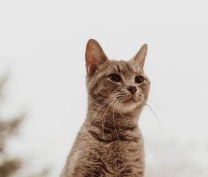 Preview wallpaper cat, glance, gray, pet