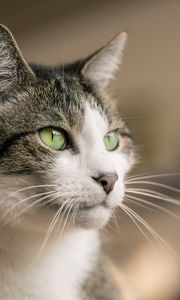 Preview wallpaper cat, glance, muzzle, pet, animal