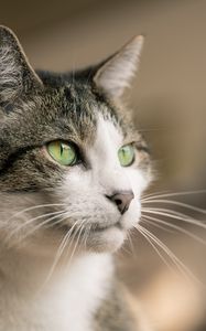 Preview wallpaper cat, glance, muzzle, pet, animal