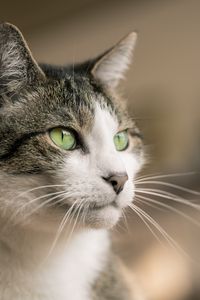 Preview wallpaper cat, glance, muzzle, pet, animal