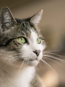 Preview wallpaper cat, glance, muzzle, pet, animal