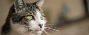 Preview wallpaper cat, glance, muzzle, pet, animal