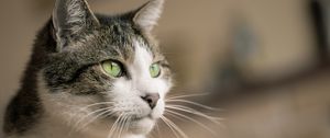 Preview wallpaper cat, glance, muzzle, pet, animal