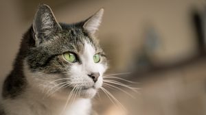 Preview wallpaper cat, glance, muzzle, pet, animal