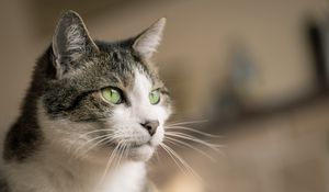Preview wallpaper cat, glance, muzzle, pet, animal