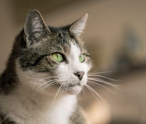 Preview wallpaper cat, glance, muzzle, pet, animal