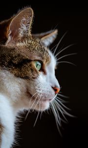 Preview wallpaper cat, glance, muzzle, animal, pet