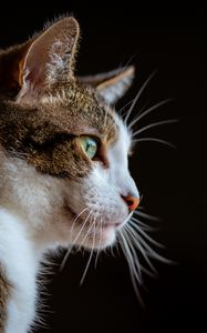 Preview wallpaper cat, glance, muzzle, animal, pet