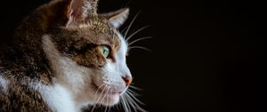 Preview wallpaper cat, glance, muzzle, animal, pet