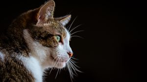Preview wallpaper cat, glance, muzzle, animal, pet
