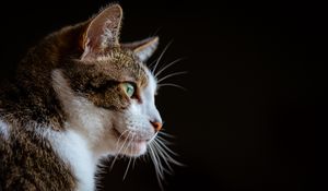 Preview wallpaper cat, glance, muzzle, animal, pet