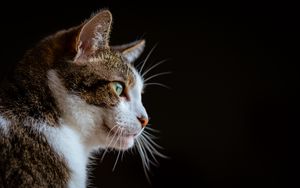 Preview wallpaper cat, glance, muzzle, animal, pet