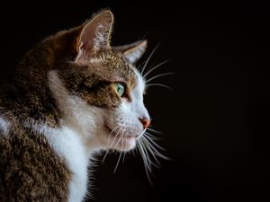 Preview wallpaper cat, glance, muzzle, animal, pet