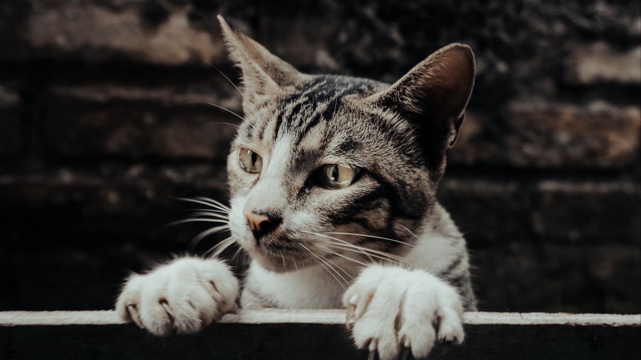 Wallpaper cat, glance, peek, funny, pet