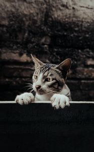 Preview wallpaper cat, glance, peek, funny, pet