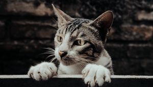 Preview wallpaper cat, glance, peek, funny, pet