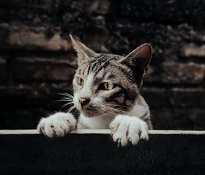Preview wallpaper cat, glance, peek, funny, pet