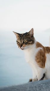 Preview wallpaper cat, glance, pet, animal, spotted