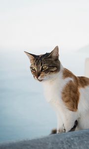 Preview wallpaper cat, glance, pet, animal, spotted