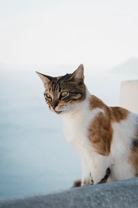 Preview wallpaper cat, glance, pet, animal, spotted