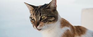 Preview wallpaper cat, glance, pet, animal, spotted