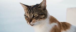 Preview wallpaper cat, glance, pet, animal, spotted