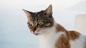 Preview wallpaper cat, glance, pet, animal, spotted