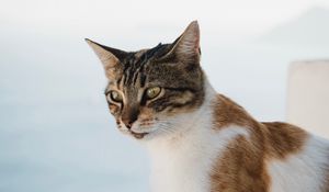 Preview wallpaper cat, glance, pet, animal, spotted