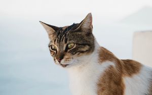 Preview wallpaper cat, glance, pet, animal, spotted