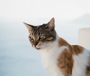 Preview wallpaper cat, glance, pet, animal, spotted