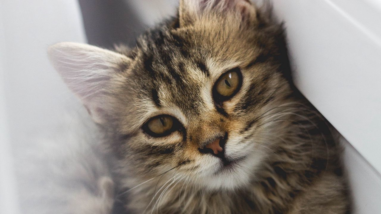 Wallpaper cat, glance, pet, brown, fluffy