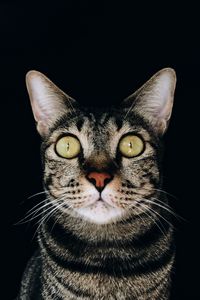 Preview wallpaper cat, glance, pet, gray, striped
