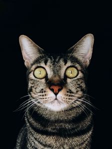 Preview wallpaper cat, glance, pet, gray, striped