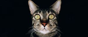 Preview wallpaper cat, glance, pet, gray, striped