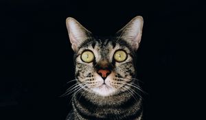 Preview wallpaper cat, glance, pet, gray, striped