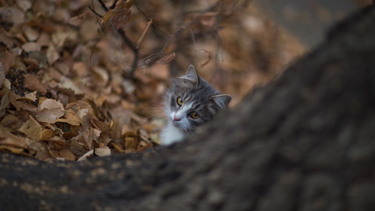 Wallpaper cat, glance, pet, tree