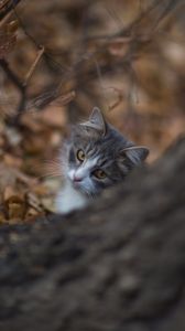 Preview wallpaper cat, glance, pet, tree