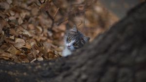 Preview wallpaper cat, glance, pet, tree