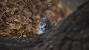 Preview wallpaper cat, glance, pet, tree