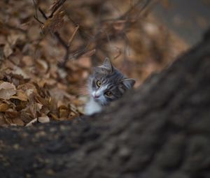 Preview wallpaper cat, glance, pet, tree